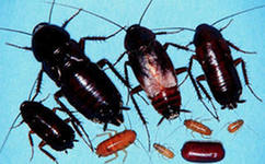 интересные факты о тараканах