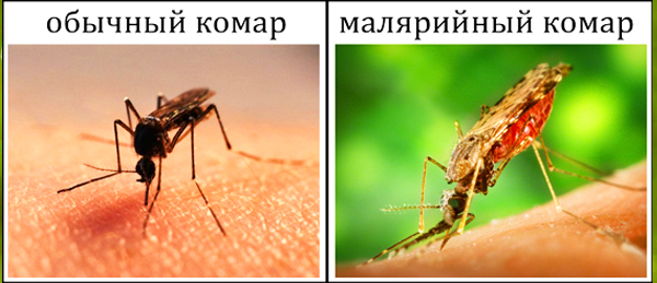 виды комаров